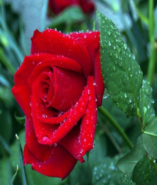 

popular rose seeds attract color pink purple 60 piece seeds per package home garden seeds9284120
