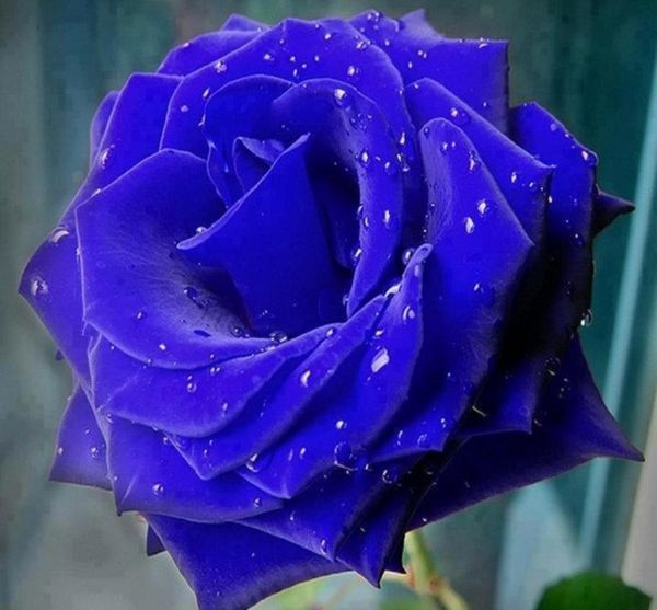 

blue rose seeds 50 pieces seeds per package new arrival ombre charming garden plants 2bagpack9478281, White
