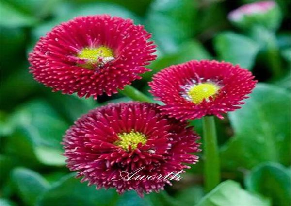 

red english daisy bellis flower seeds easygrowing diy home garden perennial flowering plant high germination rate seeds garden pl1981620
