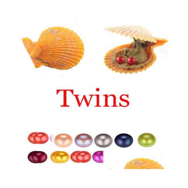 

pearl akoya oyster pearl 67mm round twins in oysters red shell with colouf pearls jewelry by vacuum packed drop delivery dh6bu, White