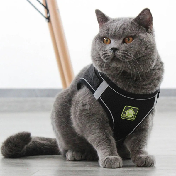 

Cat and dog chest strap, reflective anti slip, easy to put on and take off, with traction rope, suitable for small and medium-sized pets, Red