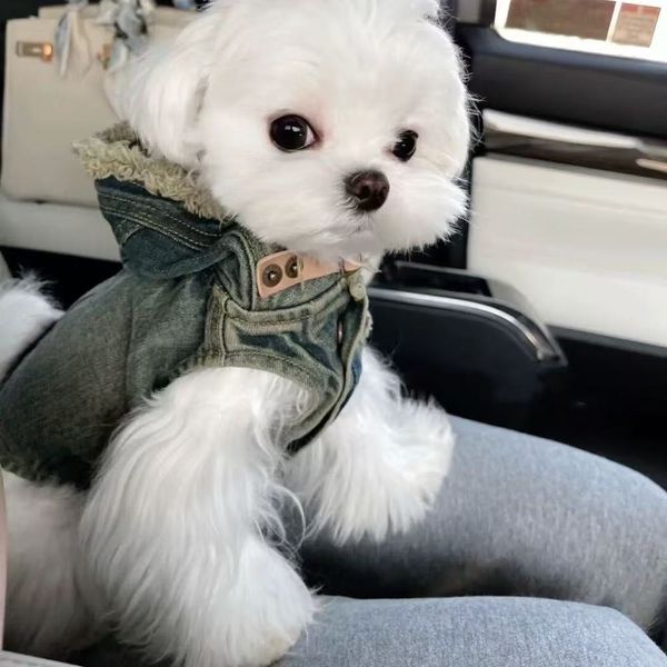 T00161 Fashionable Internet Celebrity-Inspired Canine Clothing: Durable Jean Coat for Pets