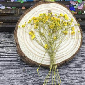 60 -stcs Gedroogd geperst geabsorbeerde kleur baby's ademplant herbarium voor sieraden fotolijst telefoonhoesje bladwijzer diy ambacht maken maken