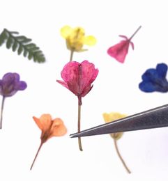 60pcs Plants de fleurs de canola séché pressé Herbarium pour les bijoux en résine époxy fabriquant un maquillage maquillage nail art bricolage y01046034895