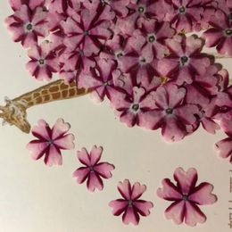 60 stuks geperste gedroogde verbena hortensis bloem voor sieraden bladwijzer ansichtkaart po frame telefoonhoes maken ambachtelijke diy accessoires 240320