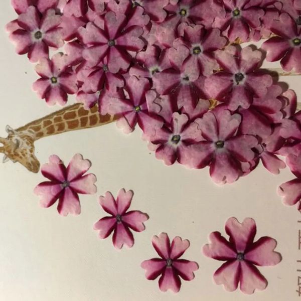 60 piezas prensado y secado de flores de Verbena Hortensis para joyería, marcapáginas, postal, marco de teléfono, fabricación de fundas para manualidades, accesorios de bricolaje 240320