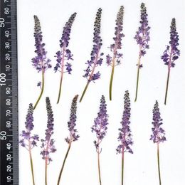 60pcs violet pressé séché Barnardia Japonica fleur plante herbier pour bijoux signet cas de téléphone carte d'invitation artisanat bricolage 240223