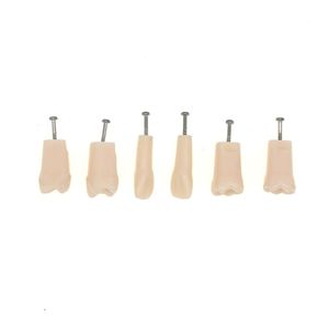 6pcs Dental typodont kilgore nissin 200/500 Type de dents individuelles Modèle de dents avec étude de la durée de la démo pour collège