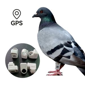 Accessoires Anneaux avec GPS pour positionner en temps réel Pigaon Racing Training Tracker GPS Pigeon Tracking Chip Ring Small Bird GPS Tracker