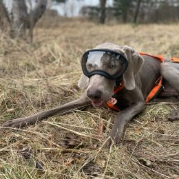 Accessoires lunettes pour chiens Anti UV forte résistance aux chocs réglable élastique chiot grande race chien lunettes respirant lunettes de soleil pour animaux de compagnie