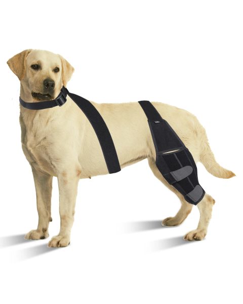 Accessoires de genouillère de jambe de chien, sangles de Protection, genouillères pour animaux de compagnie, Support de jambe de chien réglable, accessoires pour chiens pour Supports d'enveloppement d'articulation de jambe