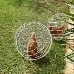 Accesorios Net Red Piclo, jaula de pollo para caminar plástico jaula de pollo esférica redonda de la jaula de conejo puede rodar y caminar para alimentar la jaula de pollo libre de gama