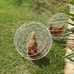 Accessories Plastic Spherical Chicken Cage Farm Scenic Area Net Red Walking Chicken Cage Newly Cut Rolling Protective Cage