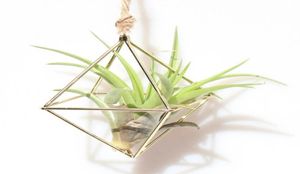 luchtplantenhouder hangende Tillandsia luchtplantenrek metaal geometrisch ijzer kunst bloem plantenbak tuinaccessoires thuiskantoor 4677072