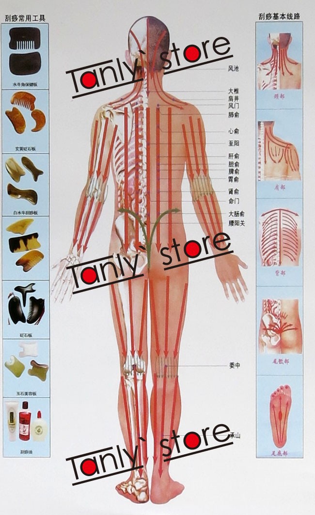 Sha Chart