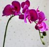 Commerci all'ingrosso Moth Orchid fiore farfalla orchidea fiore artificiale per decorazioni di nozze a casa centrotavola sullo sfondo della tavola di nozze
