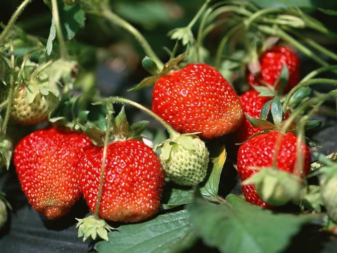 New Arrival Strawberry Seeds For Sale 9 Delicious Varieties Vegetable