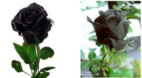 Acheter 100 Graines Graines De Rose Noire Graines De Fleurs Livraison Gratuite Par Cpam De 1301 Du Chenchengxu Dhgatecom