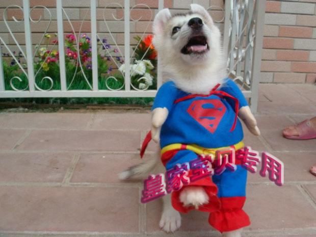 I migliori vestiti del cane del superdog del cane costumi del superman per i cani, vestiti del cane dell'animale domestico sveglio, costume 20pcs