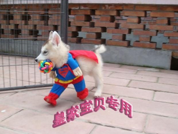 En iyi SÜPER KÖPEK BEZ Köpek Giyim Superman Kostümleri Köpekler için, Sevimli Pet Köpek Giysileri, Kostüm 20 adet