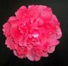 50 sztuk Sztuczna Jedwabna Symulacja Kwiat Róża Kamelia Piwonia Kwiaty 9 Kolory Ślubne Boże Narodzenie 16cm