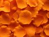 лепестки оранжевого шелка