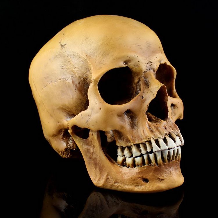 skull model for drawing