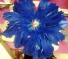 Big Feather Fascinators Party Hair Clip Evening Cocktail Fascinator Flower 20pcs/lot #2028