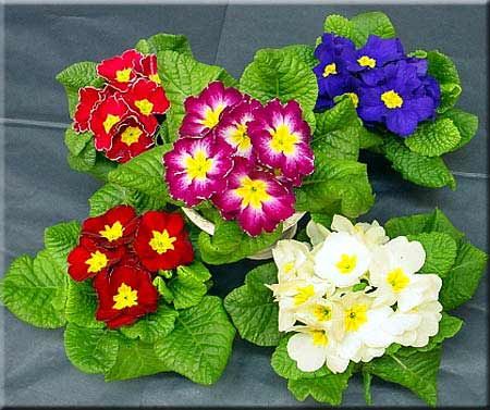 Primrose Primula vulgaris Semillas de flores Primula auricular Semillas de  flores Color mezclado # 1786