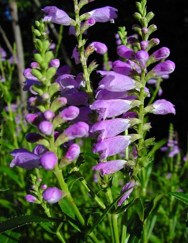 Obedient Plant Physostegia Virginiana Seeds False