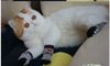 Pet рождественские носки чулки DOG Dog Cat Puppy Socks Booties Shoes Размер S M L MIX Order 408