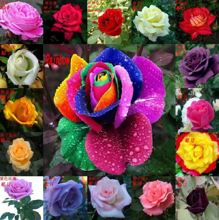 2016 Rose Seeds Rainbow Rose Seeds Color Rose Flower Seeds Garden ...