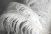 Gratis verzending 30 stks 24-26 inch pure witte struisvogel veer pluimen voor bruiloft middelpunt decoratie veer centerpiece home decor