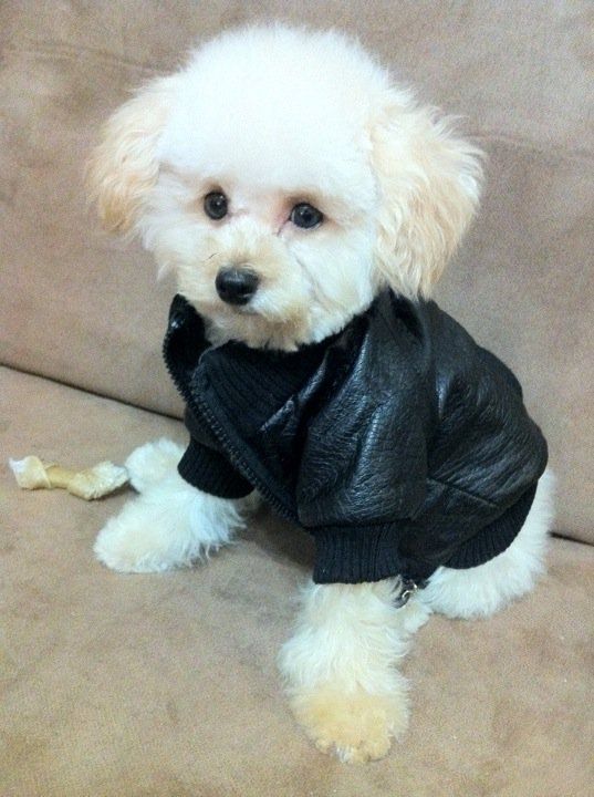 dog leather coat