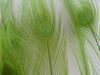 green peacock feathers