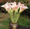 12 adet Calla lily Pembe / Beyaz / Bordo / Sarı Gerçek Dokunmatik Calla Lilyum Callas Çiçek Yapay Aimulation Dekoratif Çiçekler