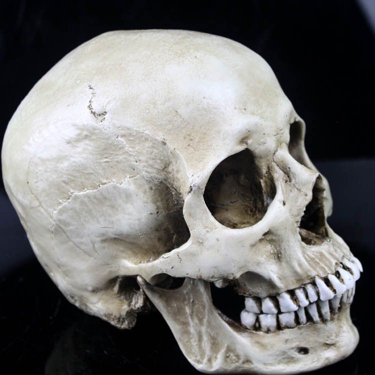 cheap high simulated 1 1 human skull model resin skull party mask cheap high simulated 1 1 human skull model resin skull party mask