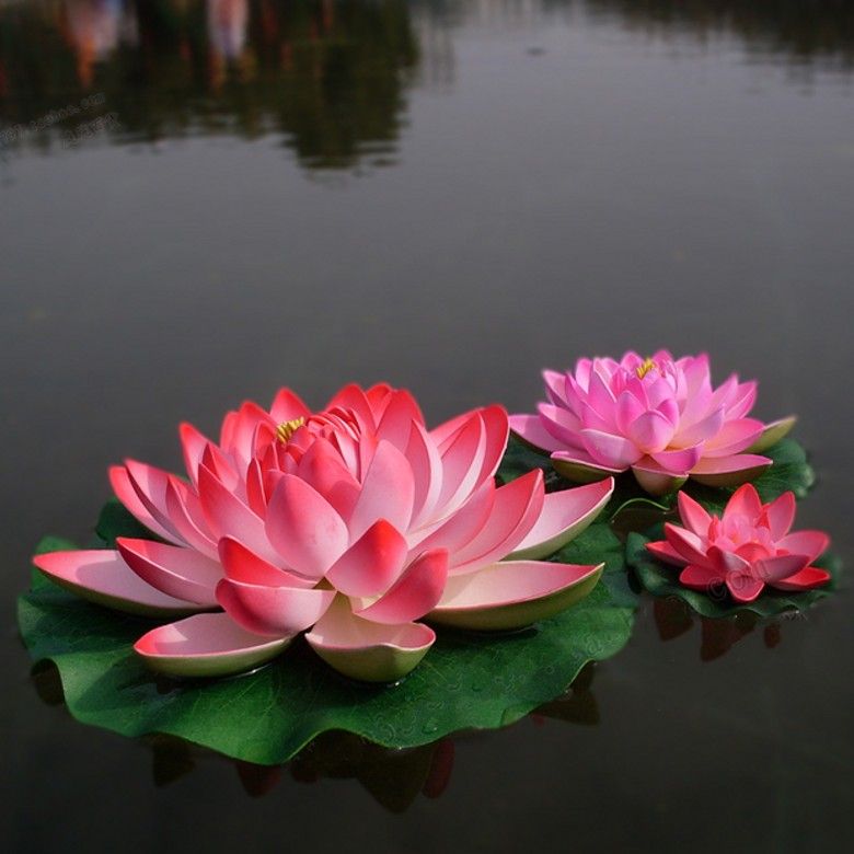 Image result for lotus flower