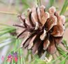 HOT 100Pcs Creative Decorations Natural Pinecone for Dry Pine Cones Pinecones Christmas Tree Ornaments