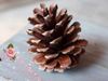 HOT 100 Pcs Decorações Criativas Naturais Pinecone para Pinhas Secas Pinecones Enfeites De Árvore De Natal