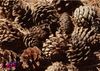 HOT 100 Pcs Decorações Criativas Naturais Pinecone para Pinhas Secas Pinecones Enfeites De Árvore De Natal