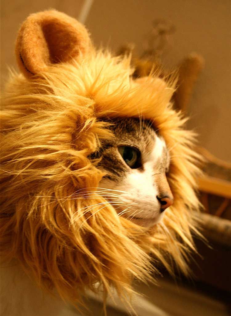 Acquistare Cappello Mane Divertente Cyanea Gatto Cappello Farcito Peluche  Del Leone Gatti Cani Economico | Consegna Veloce E Qualità | DHgate Italy