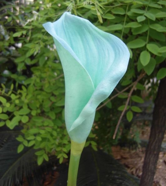 Real Touch Callas Fleur Branche 60 cm Sentiment PU Calla Lily Fleurs Grand Calla Lily pour Bouquet De Mariage Artificielle Floral Decorati1376136