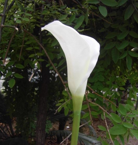 Echter Callas-Blumenzweig, 60 cm, Gefühl von PU-Calla-Lilienblüten, große Calla-Lilie für Hochzeitsstrauß, künstliche Blumendekoration
