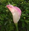 Latex Callas Real Touch Calla Lys Fleur 12 pcs/Lot Grande Taille Naturel Sensation PU Fleurs Grand Calla Lily pour Bouquets De Mariage/Décoration