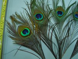 100 unids 10-12 pulgadas Pluma de pavo real de calidad superior hermosa pluma de pavo real natural para el evento del partido fuente festiva decoración artesanía