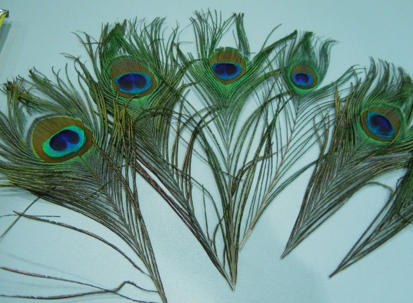 

Free shipping Top quality peacock feather 500pcs beautiful natural 10-12inch peacock feather