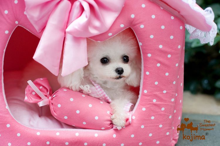 cute girl dog beds