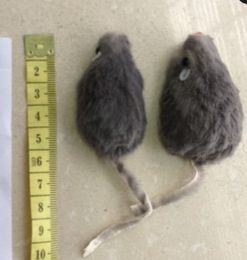 real cat toy UK - Free shipping cat toy real rabbit fur mouse for cat 5CM 100pcs lot