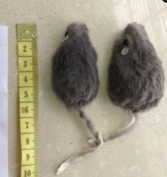 

Free shipping cat toy real rabbit fur mouse for cat 5CM 100pcs/lot
